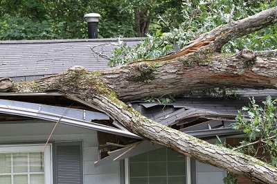 An image of a tree that has fallen on a roof and caused significant damage.