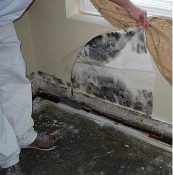 An image of a large amount of black mold behind a wall.